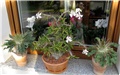 Pachypodium saundersii
